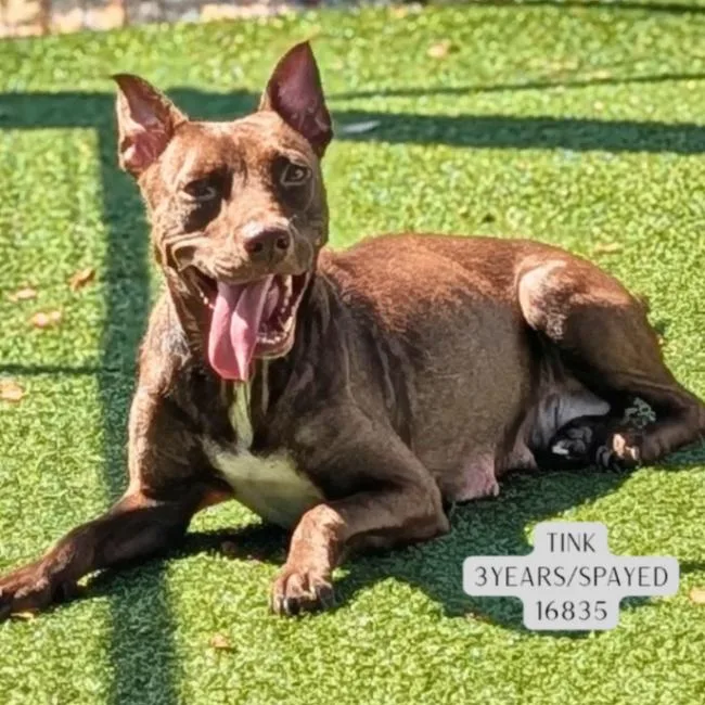 An adult medium-sized female Pit Bull Terrier dog named Tink for adoption in Supply, NC