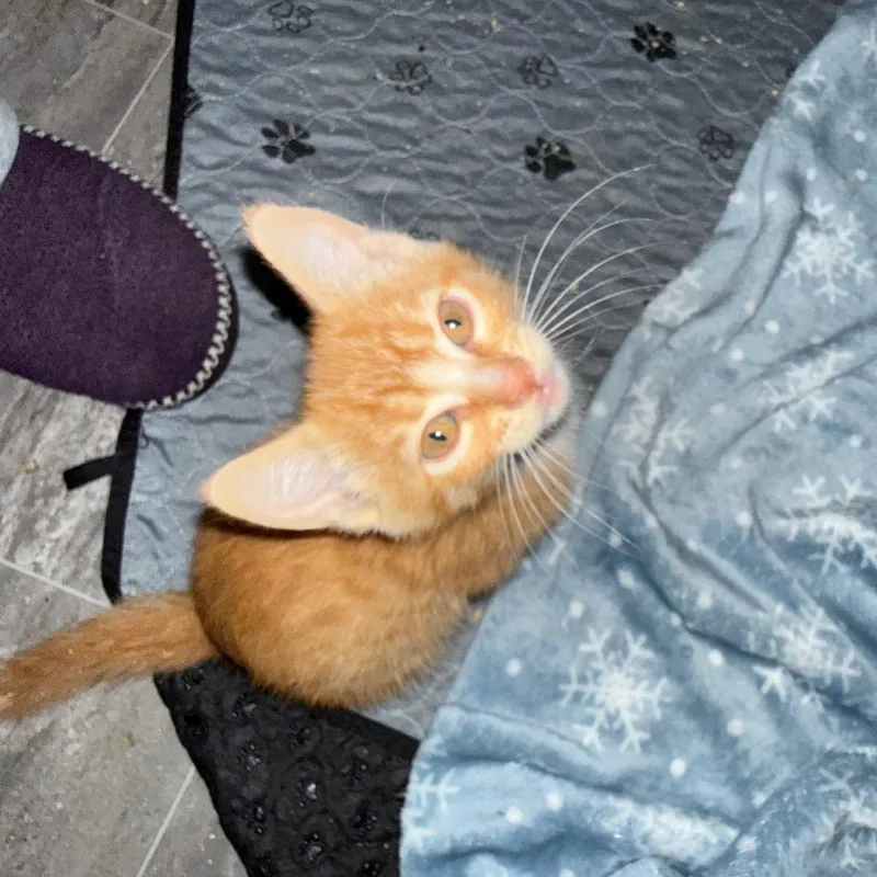 A baby small-sized male Orange / Red Domestic Short Hair cat named Sinatra for adoption in Ferndale, WA
