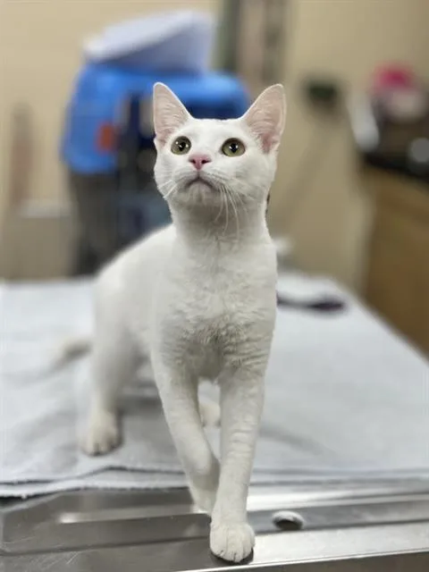 A young medium-sized male Domestic Short Hair cat named Dr. Dre for adoption in Aliquippa, PA