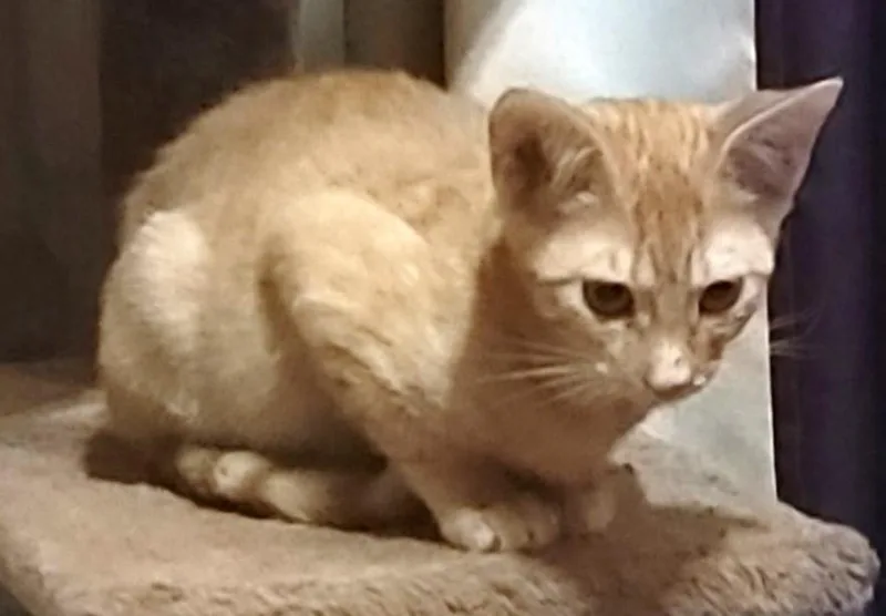 A baby medium-sized male Orange / Red Domestic Short Hair cat named Oxsana for adoption in fort worth, TX