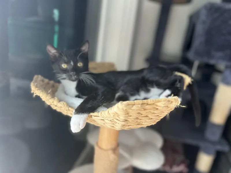 A baby medium-sized female Black & White / Tuxedo Domestic Short Hair cat named Tiza for adoption in Lauderhill, FL