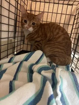 A baby small-sized male Domestic Short Hair cat named Mandarin for adoption in Honolulu, HI