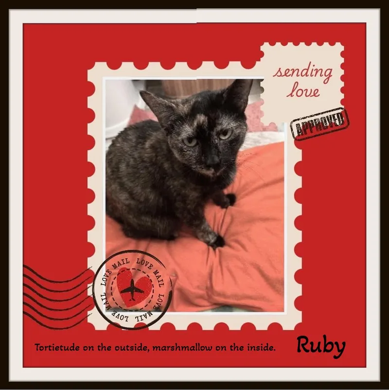 Ruby  Certified Lap thumbnail 4