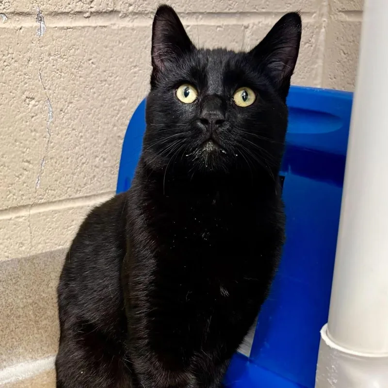 Sweet Lime thumbnail 2