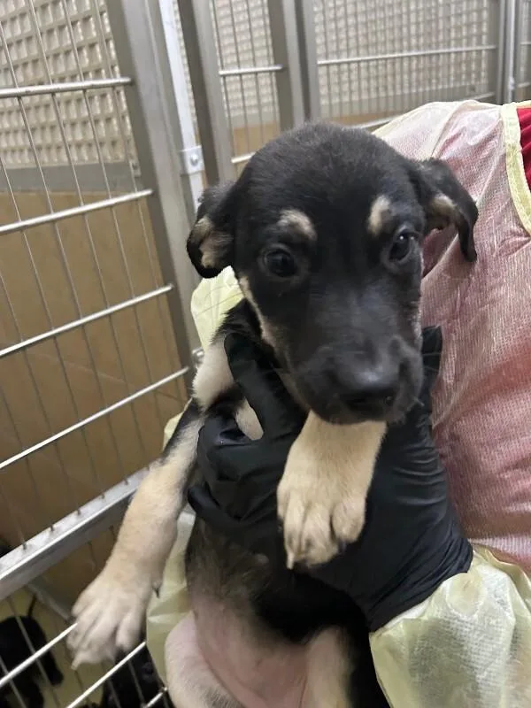 A young small-sized female Brown / Chocolate Mixed Breed dog named Efrideet for adoption in Hobbs, NM