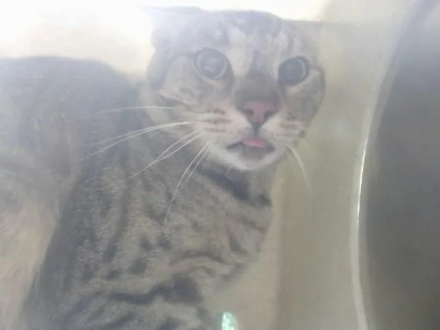 An adult small-sized male Domestic Short Hair cat named A for adoption in Moreno Valley, CA