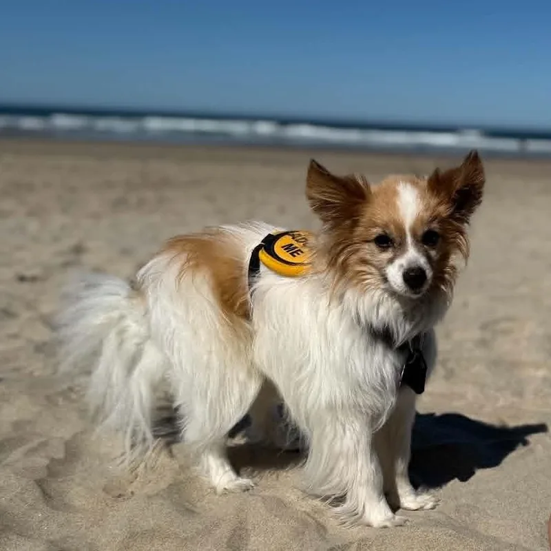 A senior small-sized male Yellow / Tan / Blond / Fawn Papillon dog named Zephyr quite the gentleman for adoption in Portland, OR