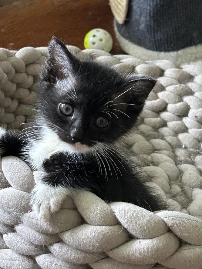 A baby medium-sized female Black & White / Tuxedo Domestic Short Hair cat named Thelma for adoption in Nashville, TN