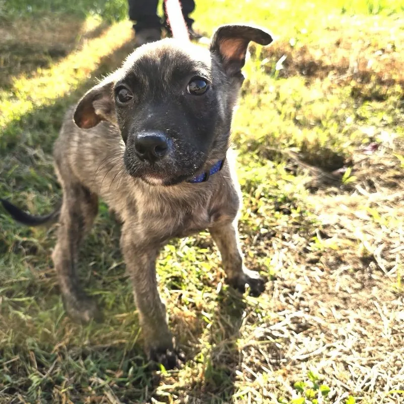 A baby small-sized male Chihuahua dog named Pedro for adoption in Houston, TX