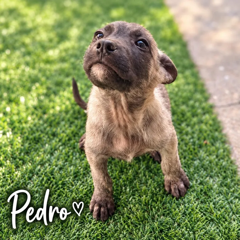 Pedro thumbnail 3