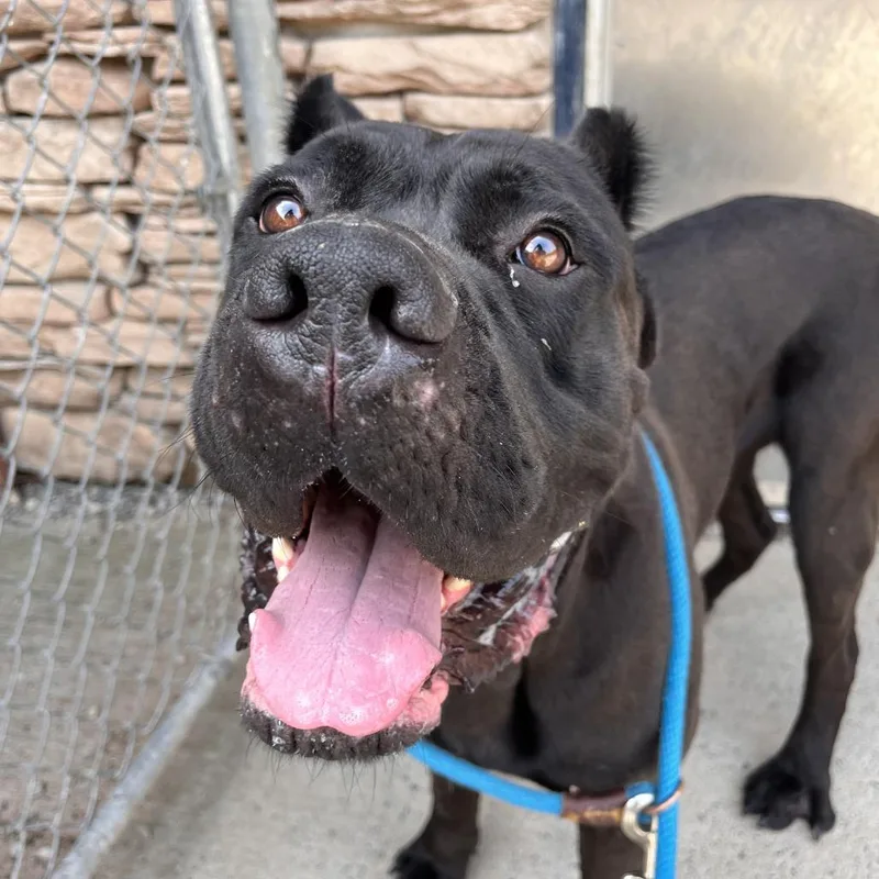 An adult medium-sized male Black Mixed Breed dog named Mac A. Roni for adoption in Fairport, NY