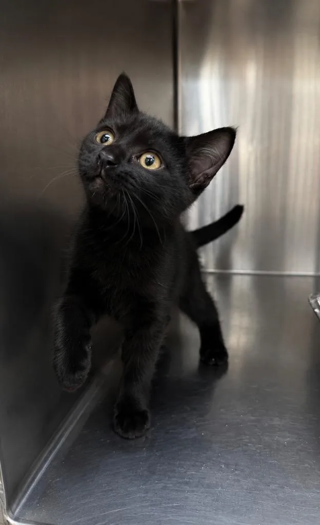 A baby medium-sized female Domestic Short Hair cat named Kruje for adoption in Fort Lupton, CO