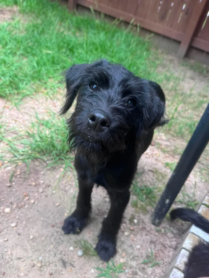 A baby medium-sized female Poodle dog named Becca for adoption in Crystal Lake, IL