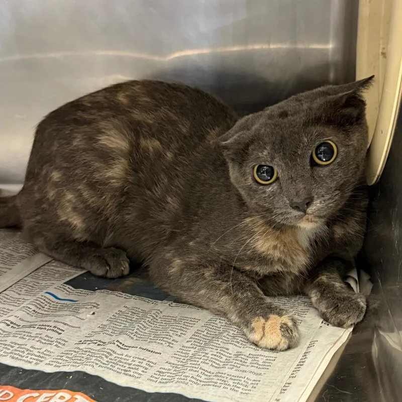 An adult small-sized female Tortoiseshell Domestic Short Hair cat named TUSCWildlife for adoption in Tuscaloosa, AL