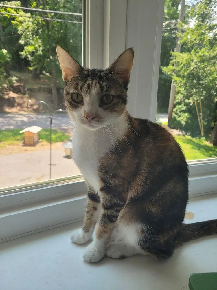 An adult small-sized female Orange & White Domestic Short Hair cat named Symon for adoption in Hudson, NH