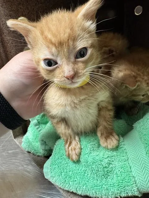 A baby medium-sized male Domestic Short Hair cat named Splash for adoption in Cookeville, TN
