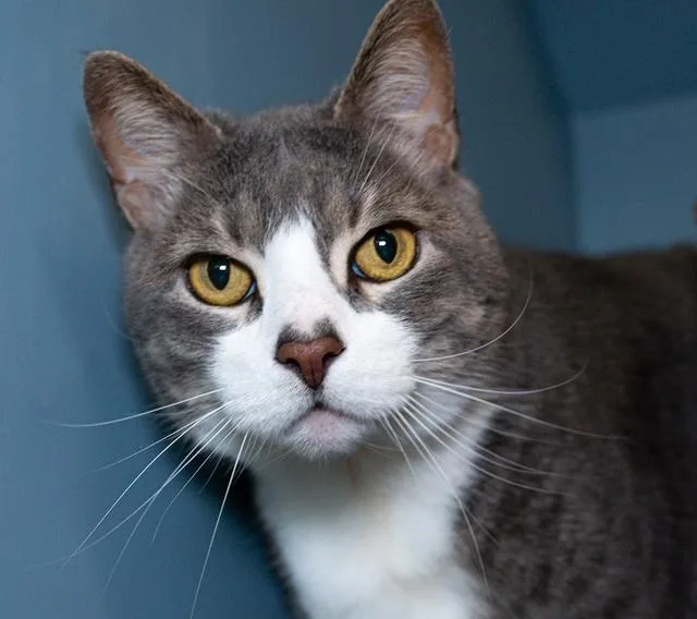 An adult medium-sized male Domestic Short Hair cat named Lucas for adoption in Boston, MA