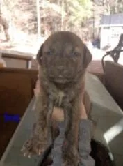 A baby medium-sized male Mixed Breed dog named Bear for adoption in West Chester, PA