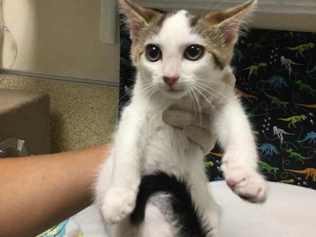 A baby small-sized male Domestic Short Hair cat named Billy for adoption in Riverside, CA