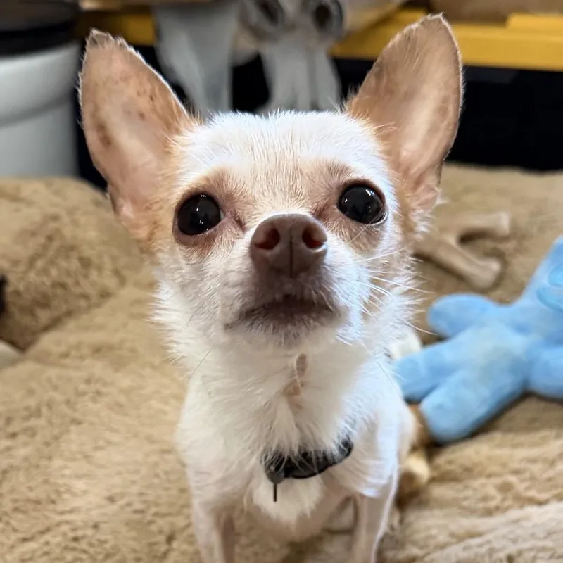 An adult small-sized male White / Cream Chihuahua dog named Pablito for adoption in Easton, PA