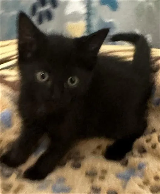 A baby small-sized female Domestic Short Hair cat named Jamie for adoption in Rosenberg, TX