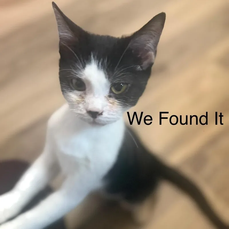 A baby small-sized male Black Domestic Short Hair cat named We Found It for adoption in Fredericksburg, VA