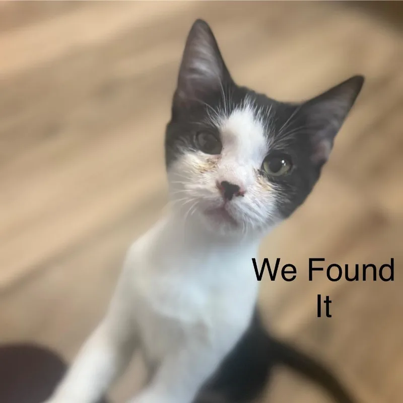 We Found It thumbnail 2