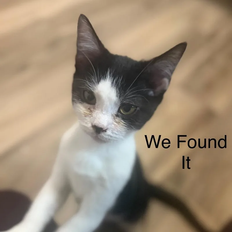 We Found It thumbnail 4