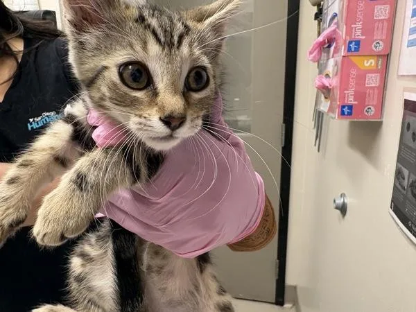 A baby small-sized female Domestic Short Hair cat named Peppercorn for adoption in El Cajon, CA