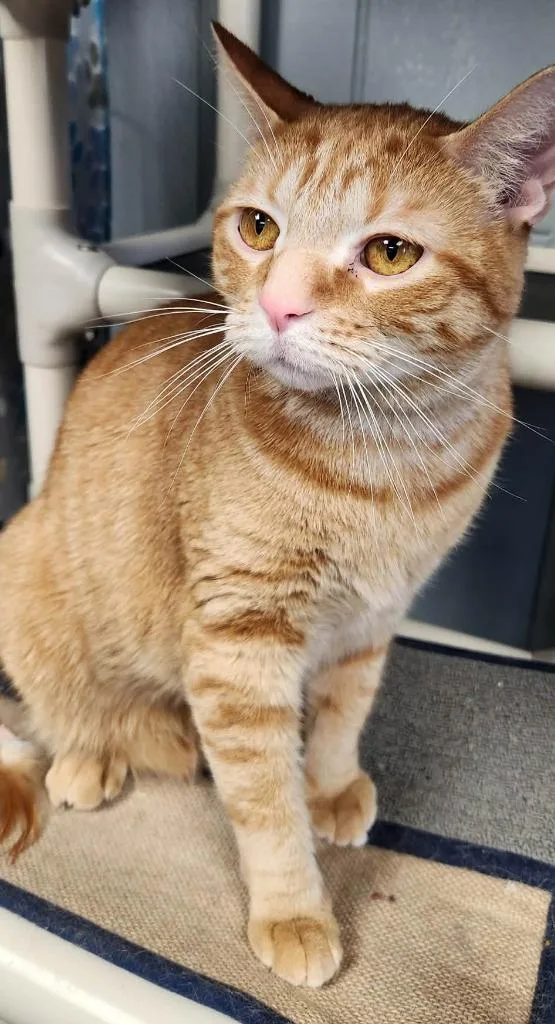 An adult large-sized male Domestic Short Hair cat named Duyezza for adoption in Warren, MI