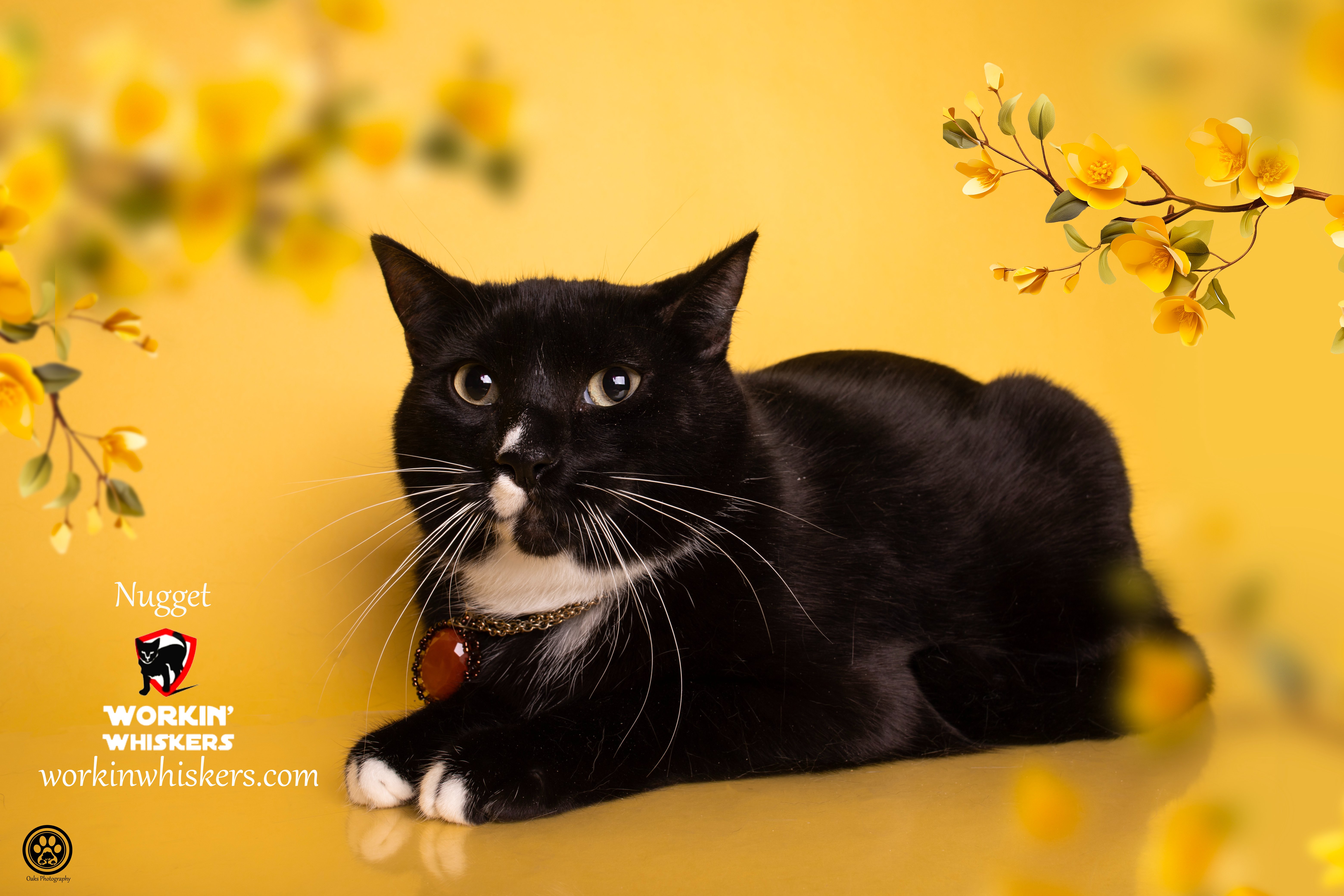 A young large-sized male Black & White / Tuxedo Tuxedo cat named Nugget for adoption in HEMET, CA
