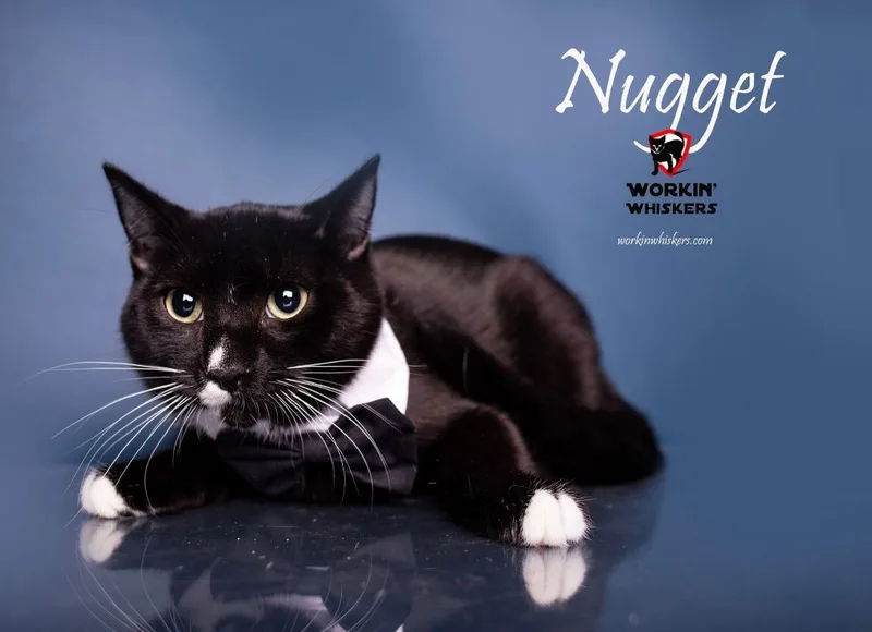 Nugget thumbnail 5