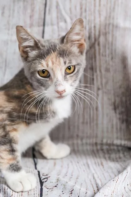 A baby medium-sized female Domestic Short Hair cat named Janet Jackson for adoption in Dothan, AL