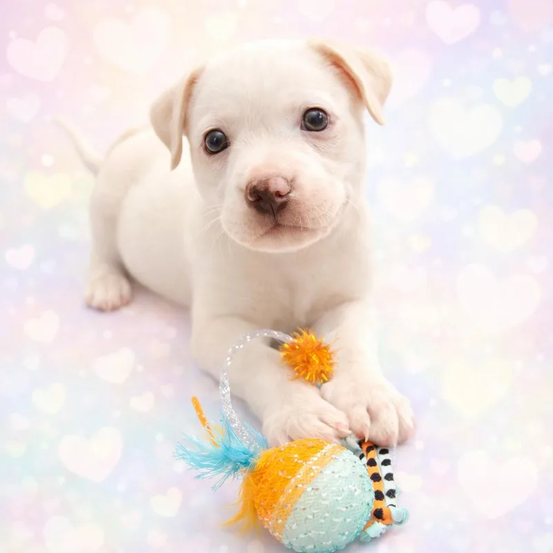 A baby medium-sized male White / Cream Hound dog named John for adoption in Shawnee, OK
