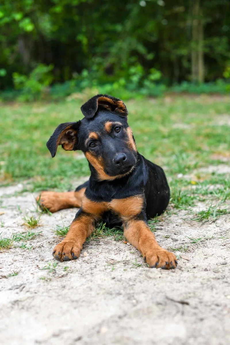 A baby medium-sized female Black Mixed Breed dog named Evie for adoption in BONIFAY, FL