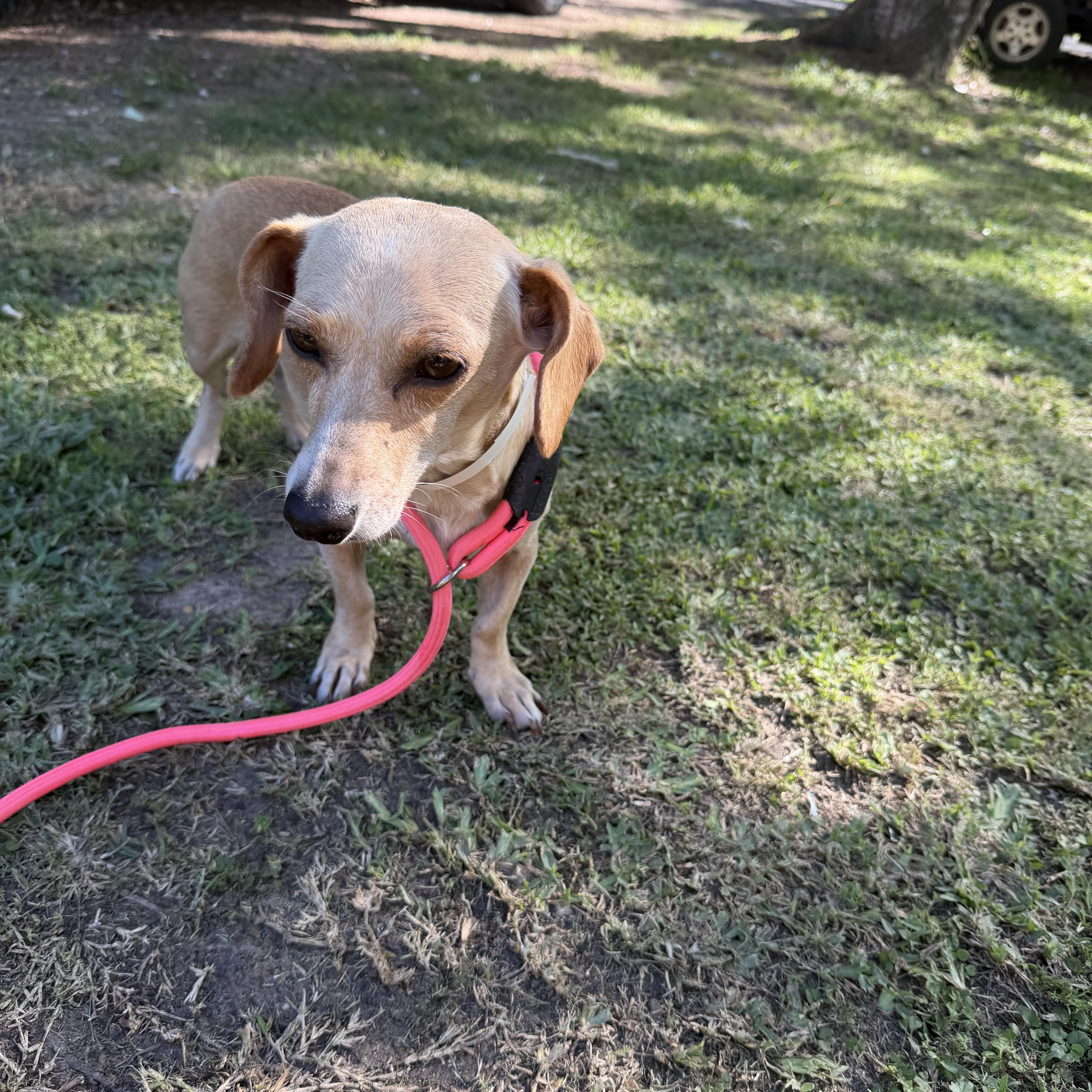 An adult small-sized female Dachshund dog named Helicka for adoption in Louise, TX
