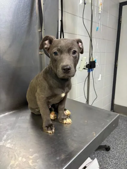 A baby medium-sized female Mixed Breed dog named Uber Eats  D for adoption in West Chester, PA