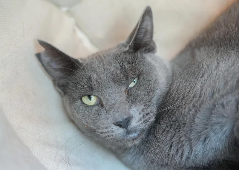 An adult medium-sized male Gray / Blue / Silver Domestic Short Hair cat named Macaroon for adoption in Boise, ID
