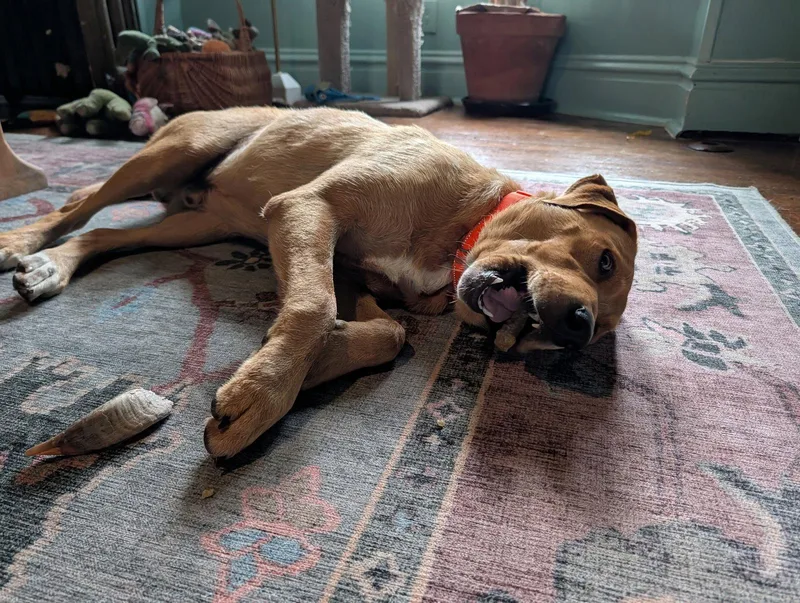 An adult large-sized male Labrador Retriever dog named Dug for adoption in St. Louis, MO
