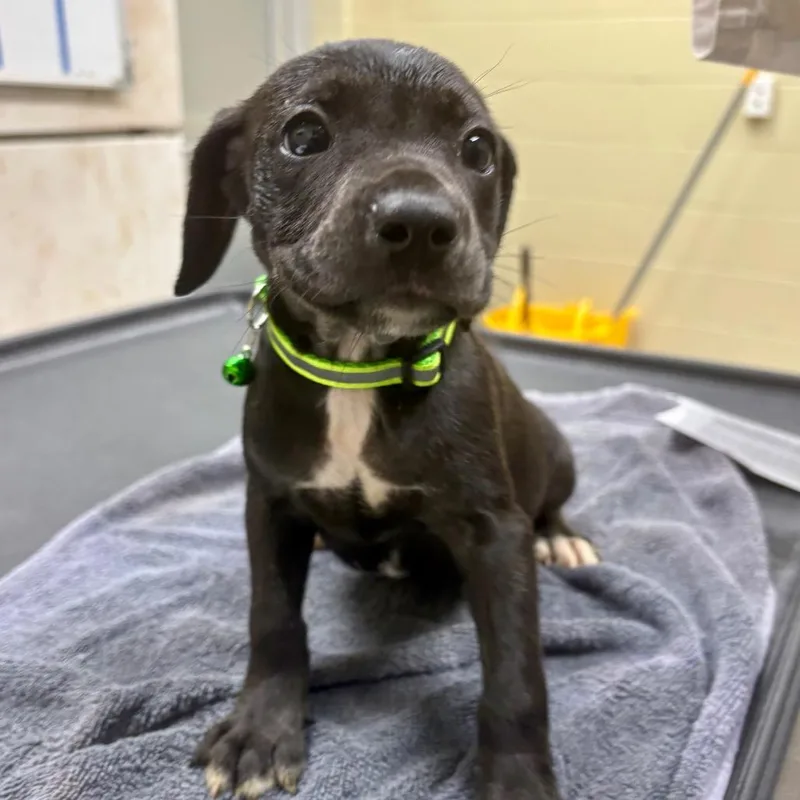 A baby small-sized female Black Mixed Breed dog named Pips for adoption in Springboro, OH