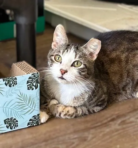 An adult medium-sized male Domestic Short Hair cat named Frankie  Cuddling Purr for adoption in Lemoyne, PA