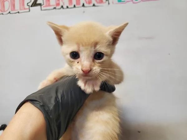 A baby small-sized female Domestic Short Hair cat named Fo for adoption in Oceanside, CA