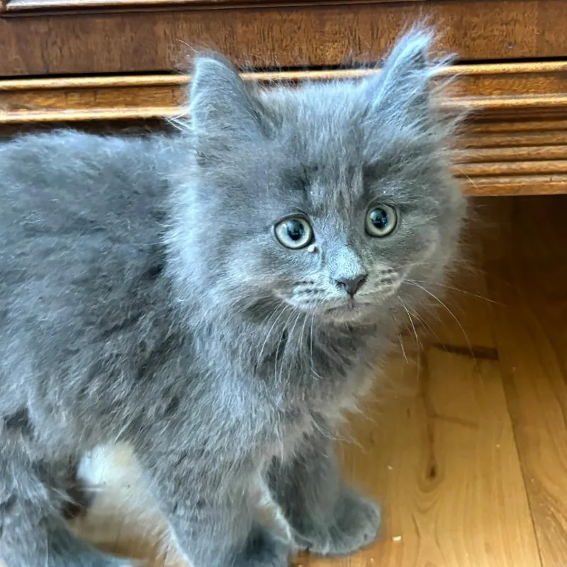 A baby small-sized female Domestic Medium Hair cat named Zucchini for adoption in Portage, MI