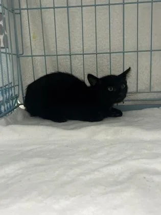 A baby small-sized male Domestic Short Hair cat named Guillermo for adoption in Gainesville, FL