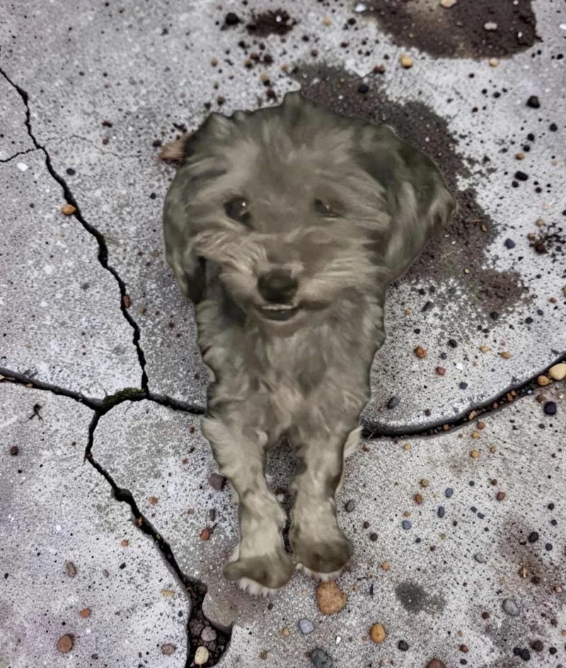 Bailey thumbnail 2