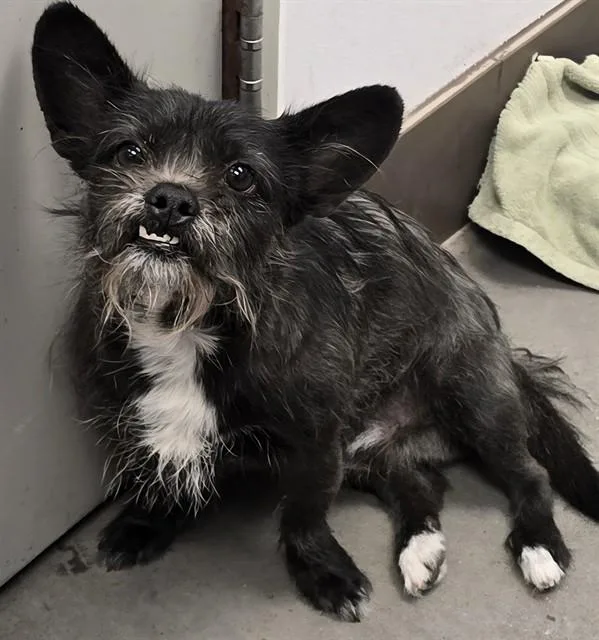 An adult small-sized male Terrier dog named Yoda for adoption in Tucson, AZ