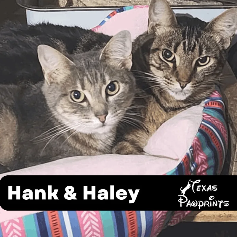 Bonded Pair Hank & thumbnail 2