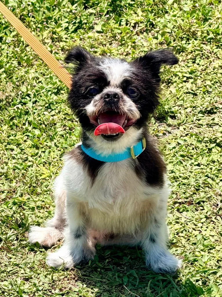 A young small-sized male Havanese dog named Touchdown for adoption in Cape Coral, FL