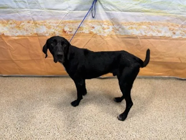 A young large-sized male Labrador Retriever dog named Papi Chulo for adoption in Miami, FL