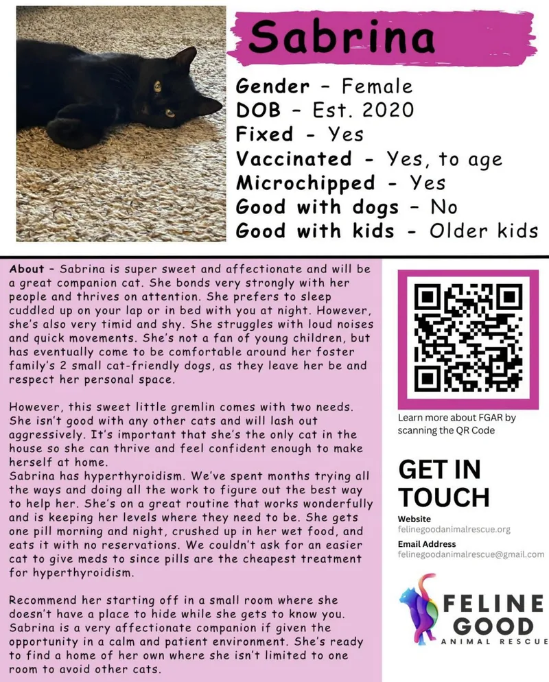 An adult medium-sized female Black Domestic Short Hair cat named Sabrina for adoption in Eugene, OR